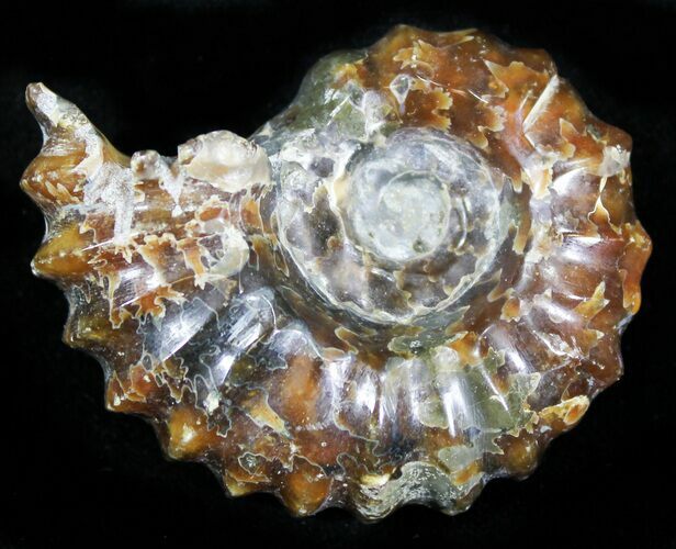 Polished, Agatized Douvilleiceras Ammonite - #29299
